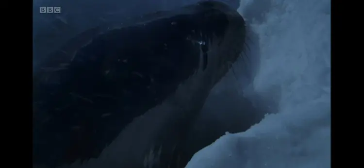 Weddell seal (Leptonychotes weddellii) as shown in Frozen Planet - Winter